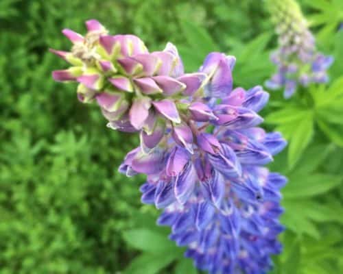 Color Variations on a Single Flower