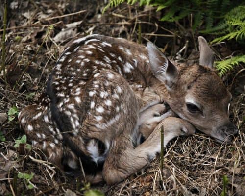 Young Fawn Hidden in Grass