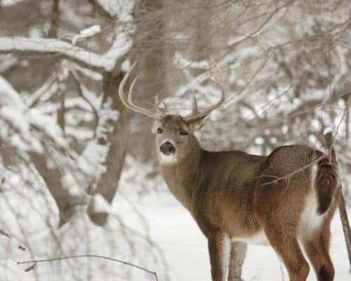 Buck in the Winter in the Northwoods