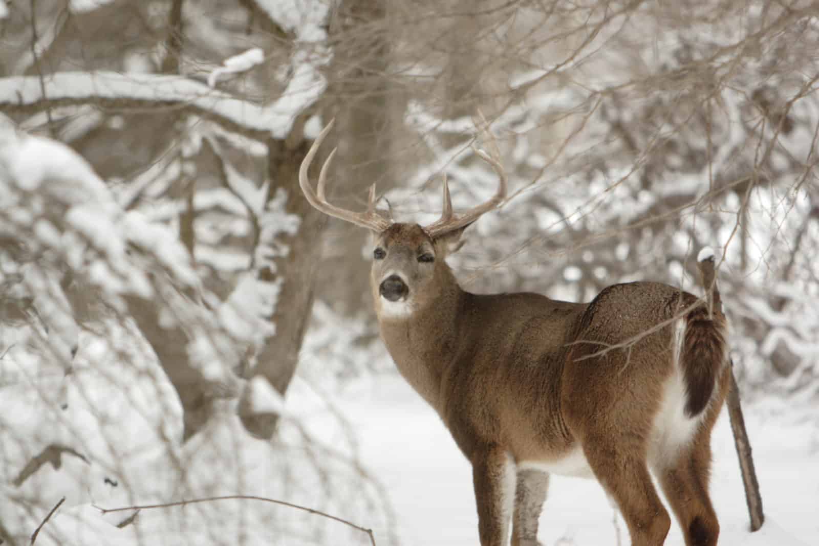 Buck in the Winter in the Northwoods