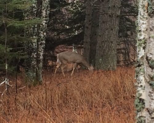 Deer in the Northwoods