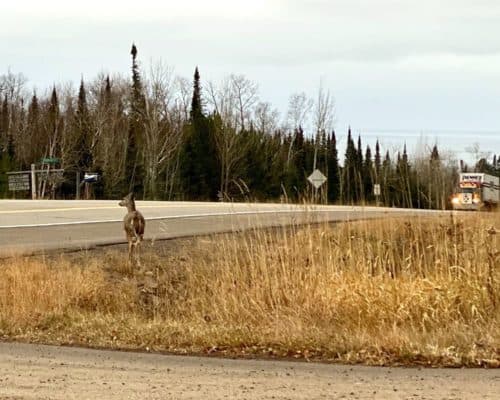 White Tailed Doe on Highway 61 in Grand Marais