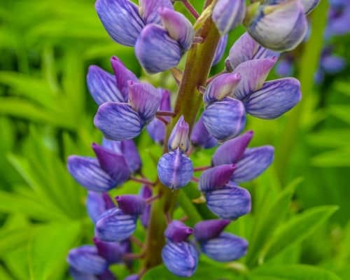 Close Up of Flower Buds