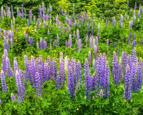 Lupine on the North Shore