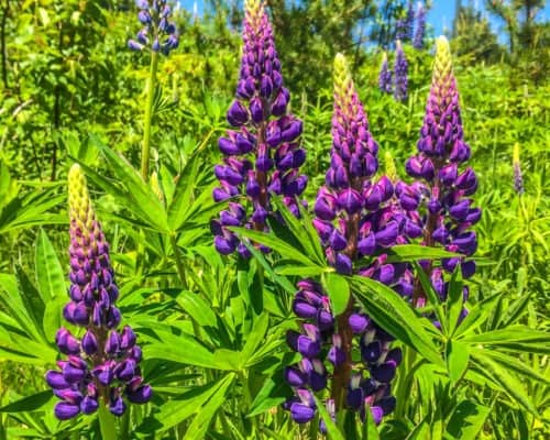 Lupine on the North Shore