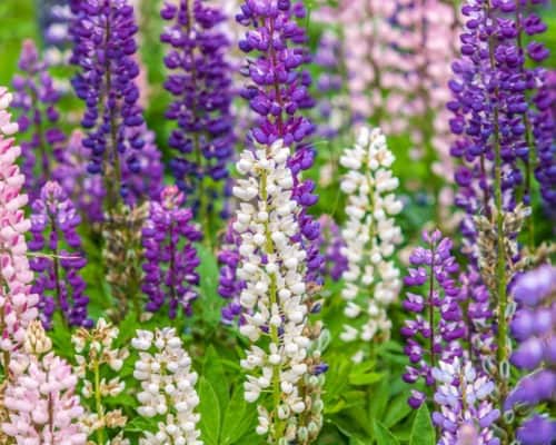 Lupine on the North Shore