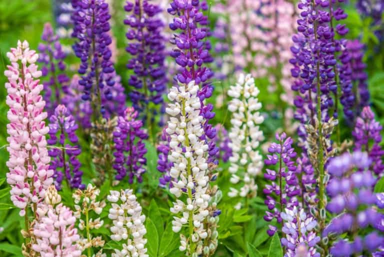 Lupine on the North Shore
