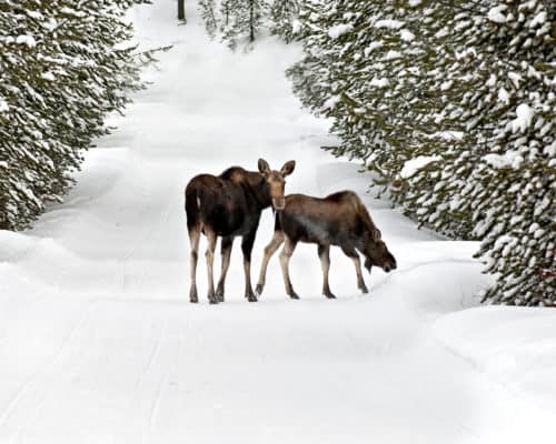 Wintertime Moose on the Gunflint Trail