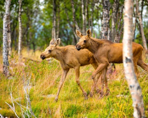 Moose Calfs on the Gunflint Trail