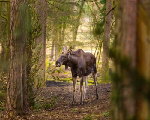 Moose in the Woods on the Gunflint Trail