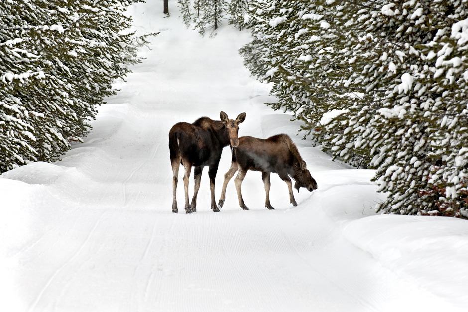 Wintertime Moose on the Gunflint Trail
