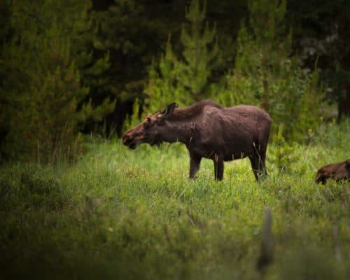 Bull Photo by Nathan Anderson