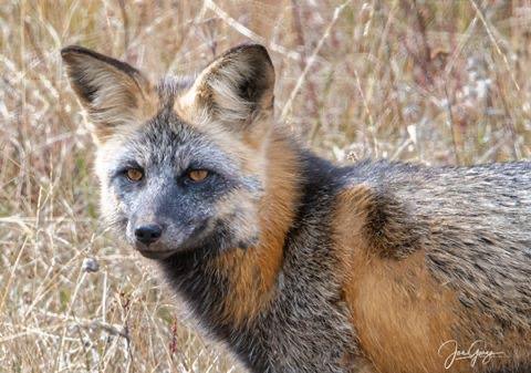 Cross Fox Photo by Joe Garza