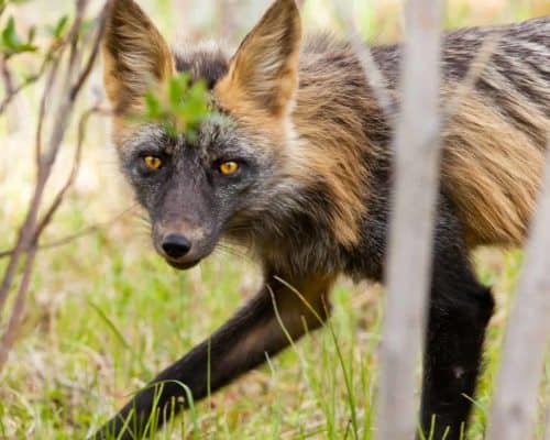 Cross Fox Variant of the Red Fox