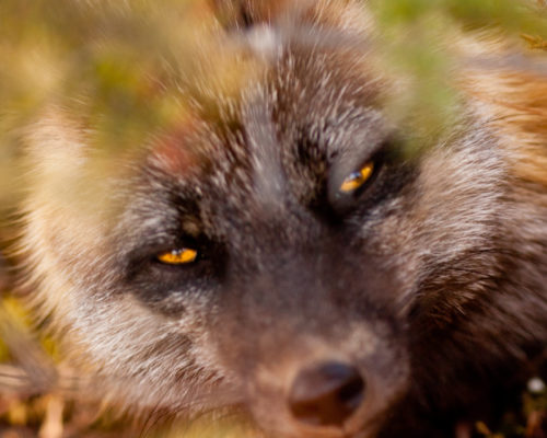 Cross Fox Close-Up