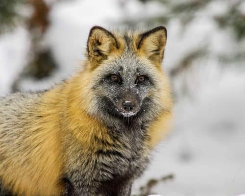 Cross Fox in Winter