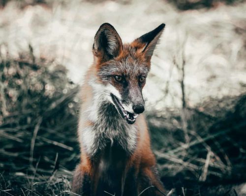 Beautiful Cross Fox