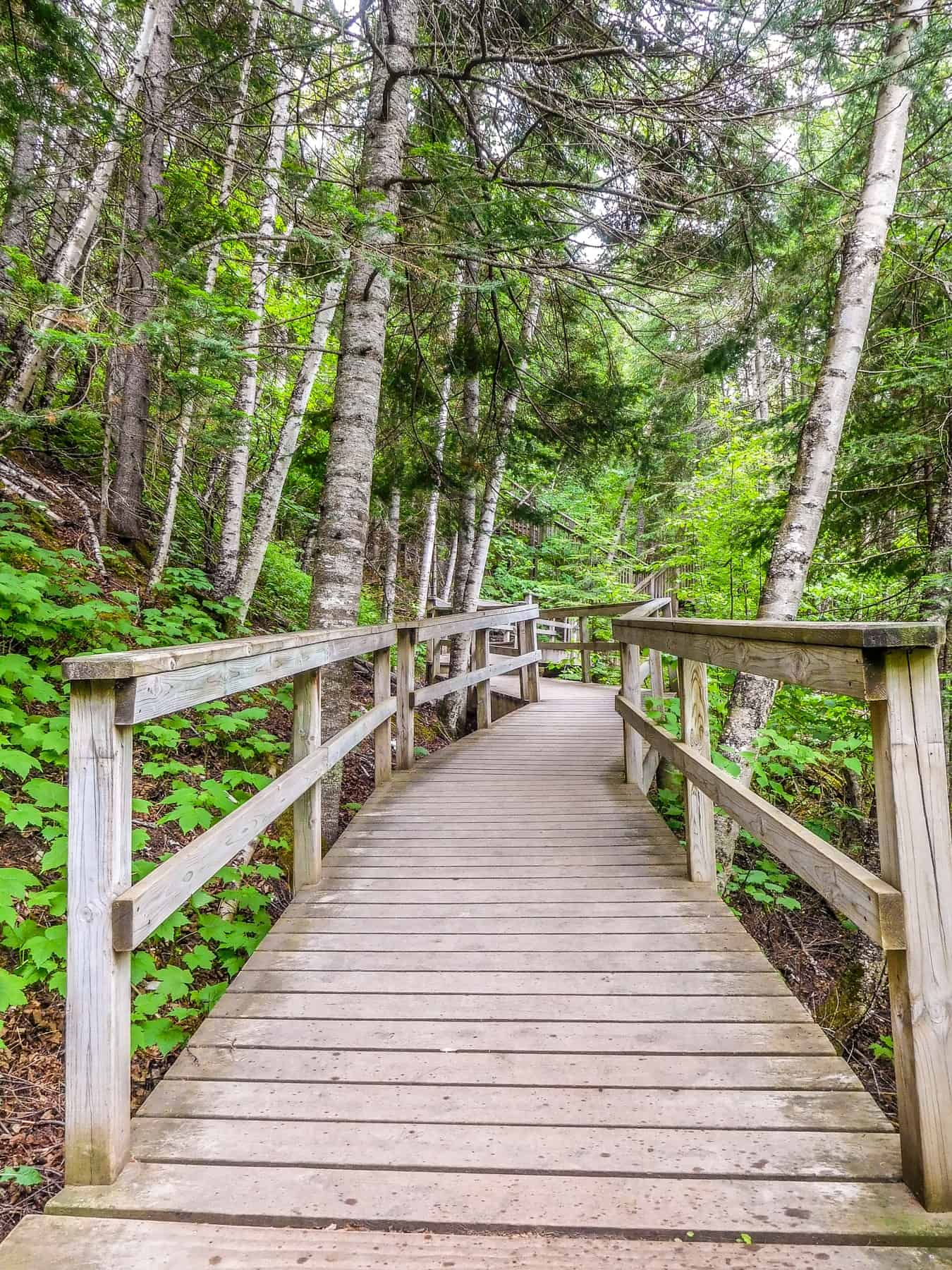 Boardwalk on Hiking Trail at Jduge CR Magney State Park