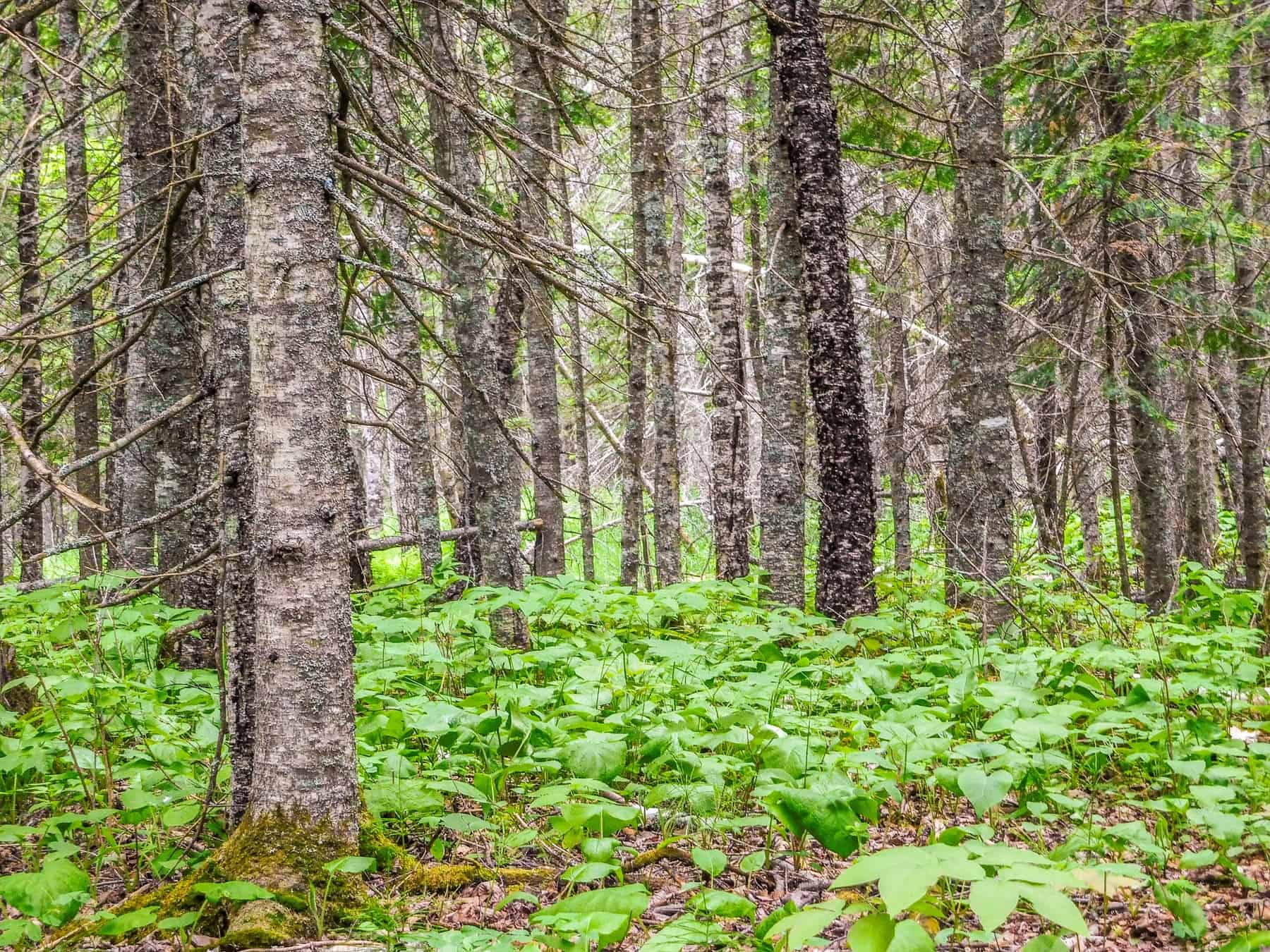 Be surrounded by mature trees at the Judge CR Magney State Park