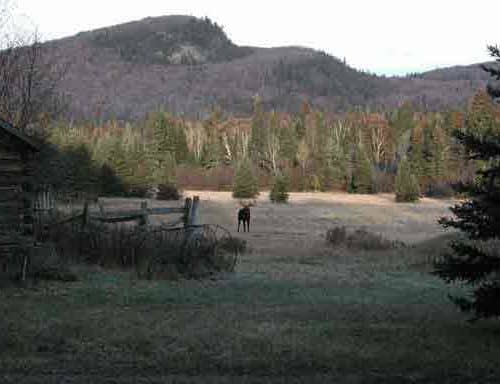 Moose in a field near Pike Lake Road in Grand Marais