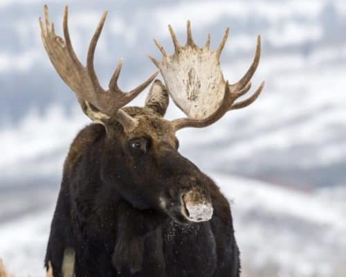 Bull moose in winter