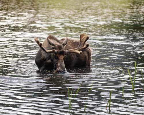 Bull in Water