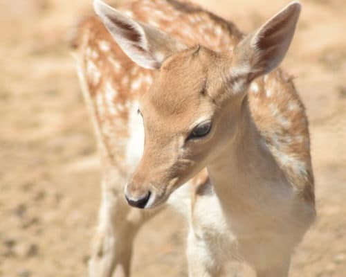 Young Fawn on the North Shore