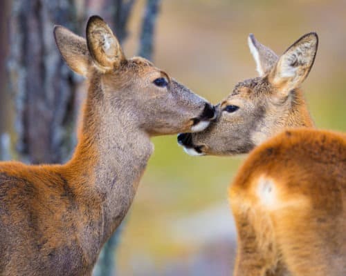 Two Deer Along Highway 61