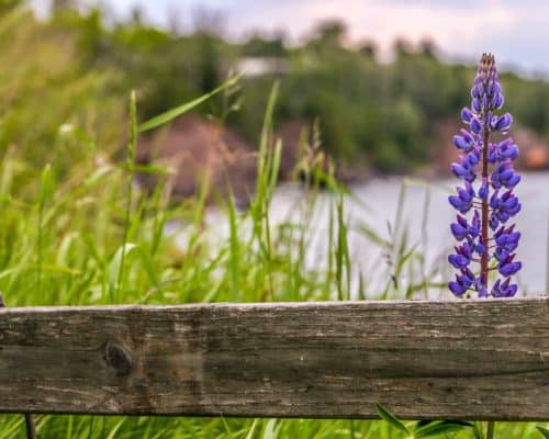 Lupine by a Fence