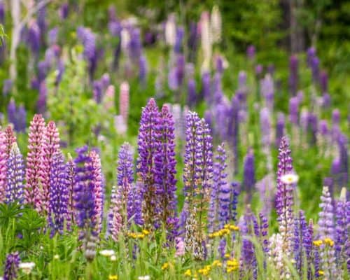 Color Variations of Lupine Flowers