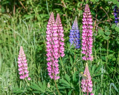 Lighter Pink Lupine Flowers