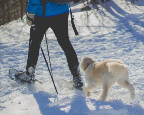 Even four-legged members of the family enjoy a good snowshoeing adventure!