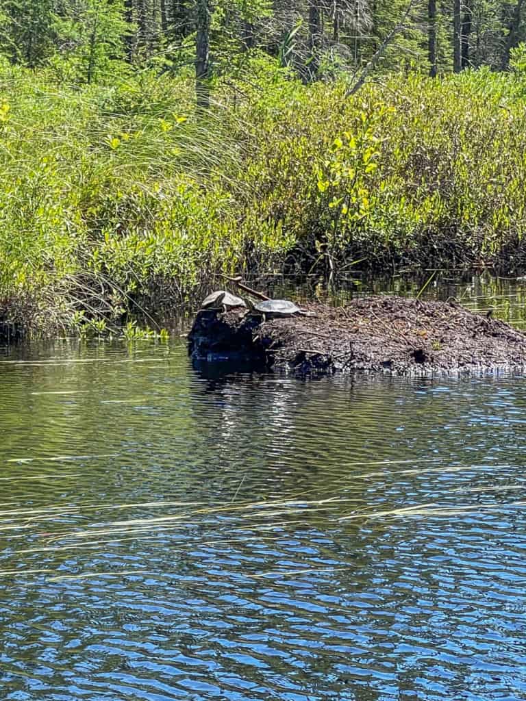 Turtles in the BWCA