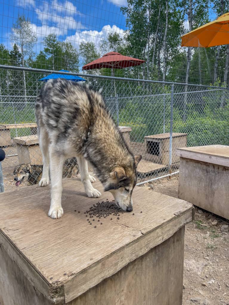 Feeding Dogs with Points Unknown