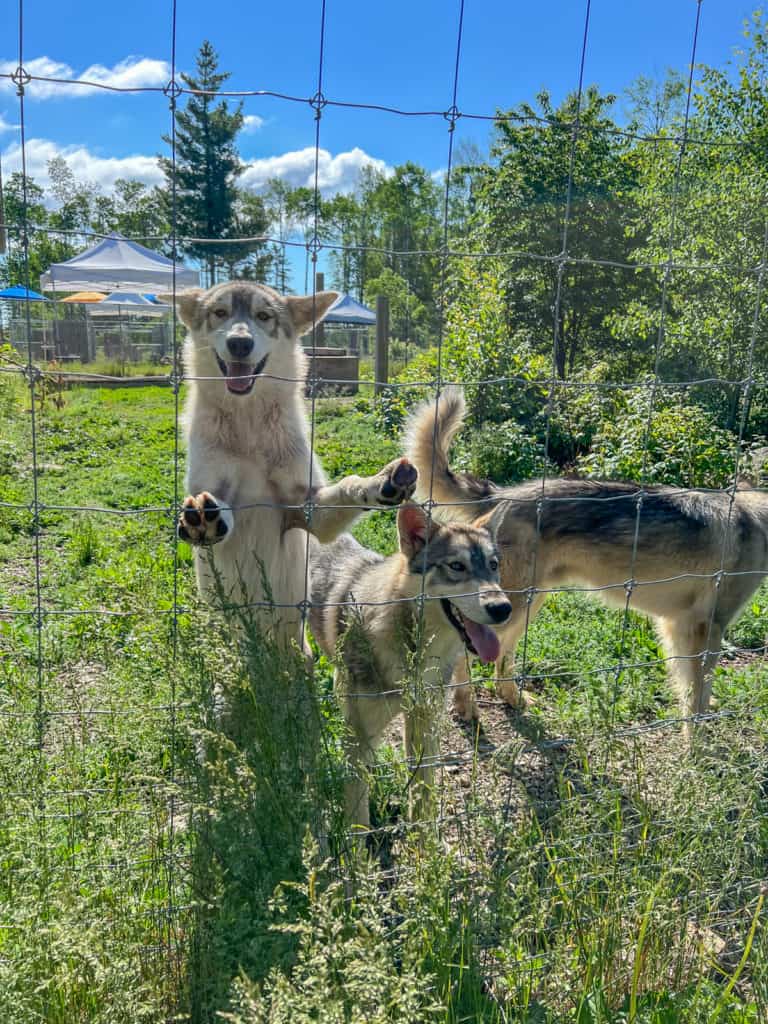 Points Unknown Puppies