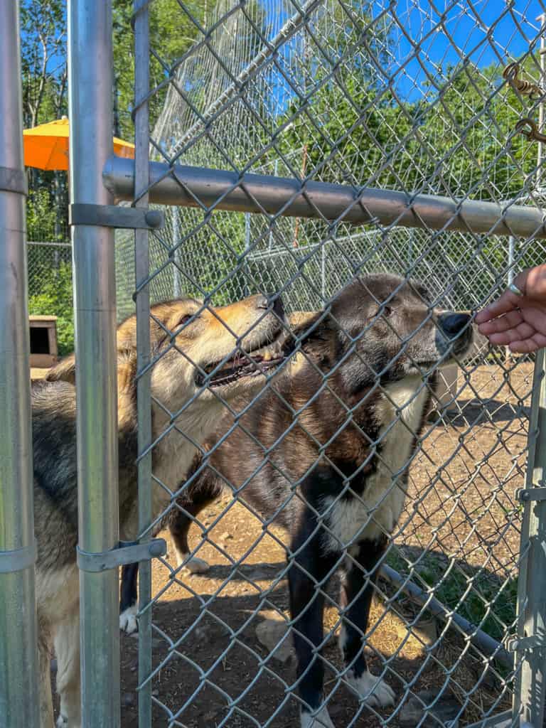 Meeting Dogs at Points Unknown