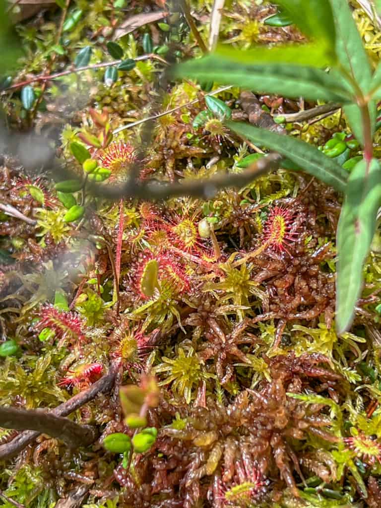 Nature in the BWCA