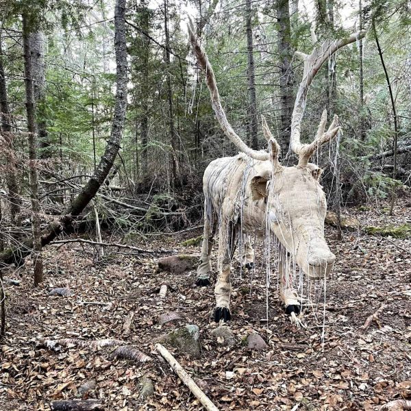 Caribou in the Woods