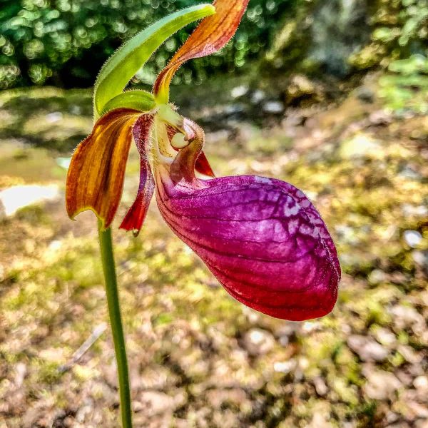 Pink Lady Slipper on Sawbill Lake