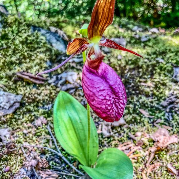 Pink Lady Slipper on Sawbill Lake